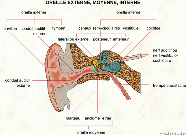 Oreille (Dictionnaire Visuel)
